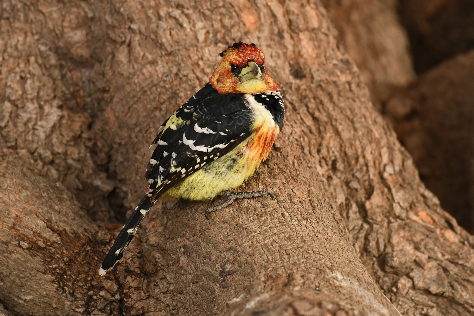 andBeyond Sandibe Okavango Safari Lodge andBeyond Sandibe Okavango Safari Lodge: Crested Barbet