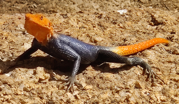 Ai Aiba Lodge Ai Aiba Lodge: Rock Agama