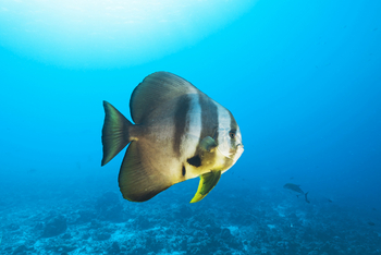 Alphonse Island Lodge: Platax Teira