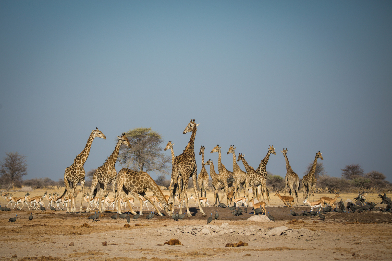 Boteti River Camp Boteti River Camp: Giraffen