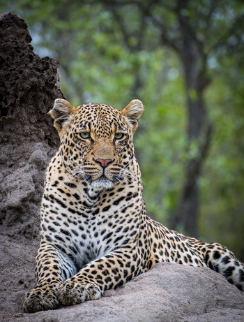 Dulini River: Leopardenmännchen