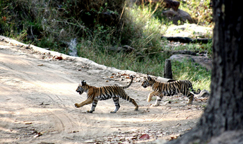 Flame of the Forest Safari Lodge: Tigerbabies