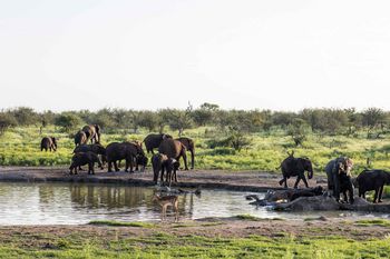 Jamala Madikwe: Elefantenherde trinkend am Wasserloch