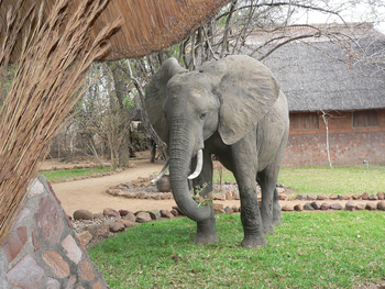 Kafunta River Lodge: Elefant zu Besuch