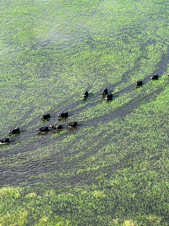 Kala Camp: Büffel auf den FLood Plains