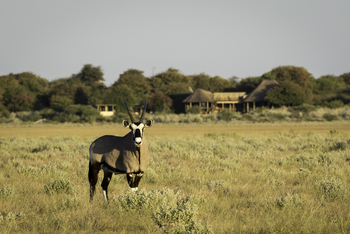 Kalahari Plains Camp: Gemsbock
