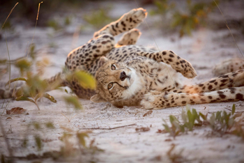 King Lewanika Lodge: Liegender Gepard