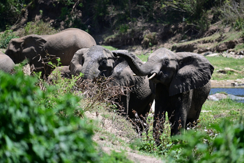 Kitich Forest Camp: Elefanten