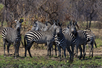 Konkamoya Lodge: Zebra