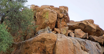 Koro River Camp: ´Leoparding mit Jungtier