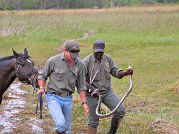 Kujwana Camp: Guide mit einer Schlange