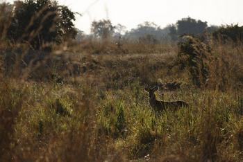 Kutandala Camp: Weißwedelhirsch