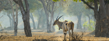 Little Vundu Camp Little Vundu Camp: Elenantilope