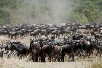 Mara Plains Camp: Gnus