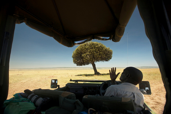 Mara Toto Tree Camp: Alte Euphorbie