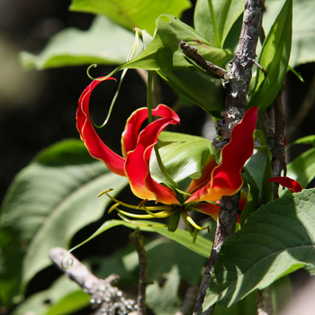 Mihingo Lodge: Teufelskralle