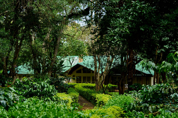 Moivaro Lodge: Dichte Vegetation umgeben von grüner Architektur