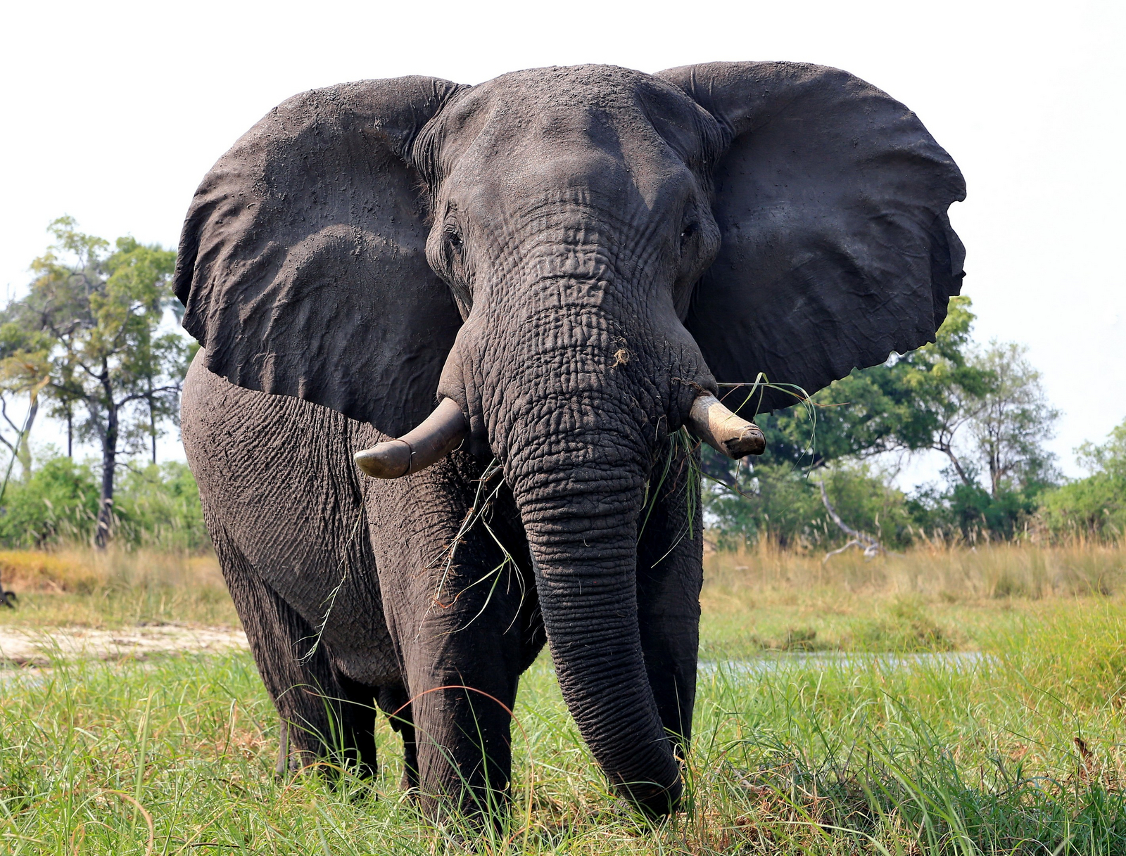 Mokolwane Camp Mokolwane Camp: Elefantenbulle