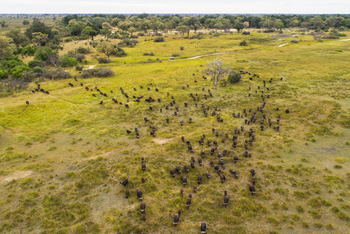Moremi Game Reserve: Büffelherde