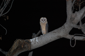 Muchenje Safari Lodge: Western Barn Owl