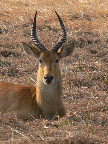 Mukambi Fig Tree Bush Camp: Puku