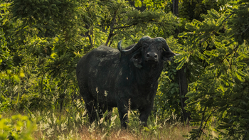 Nanzhila Lake Camp Nanzhila Lake Camp: Büffel