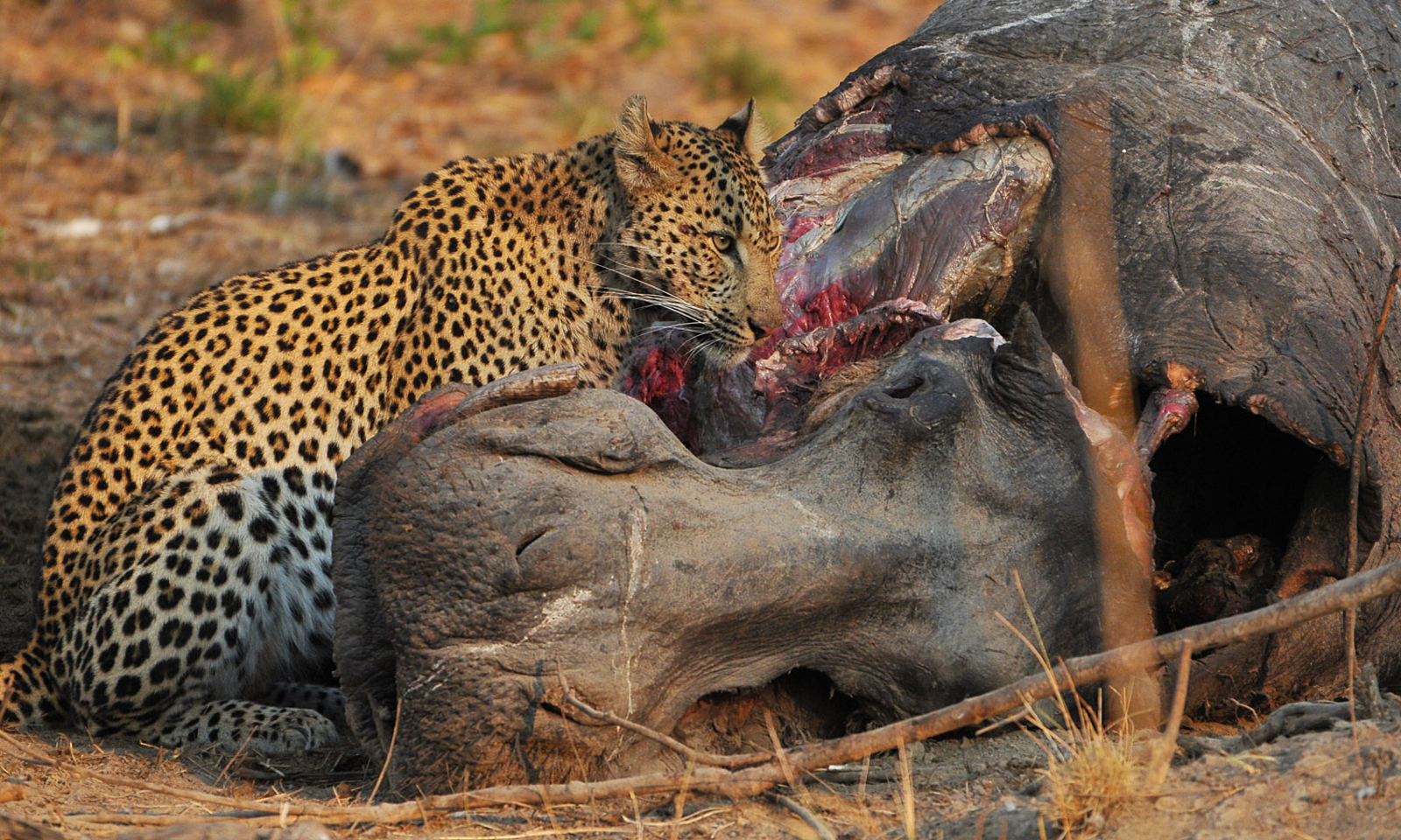 Ntemwa Busanga Bushcamp Ntemwa Busanga Bushcamp: Leopard an Nilpferdkadaver