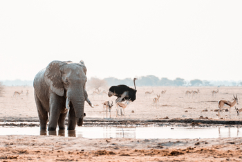 Nxai Pan Camp: Elefant und Strauß
