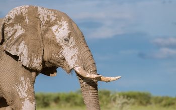 Nxai Pan Camp: Elefantenschädel