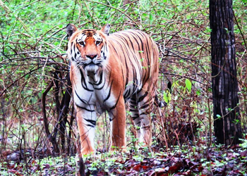 Pench Jungle Camp: Tigerportrait