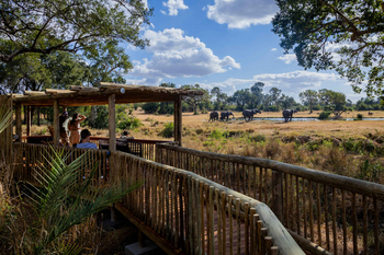 Sabi Sabi Bush Lodge: Gäste beobachten Elefanten am Wasserloch