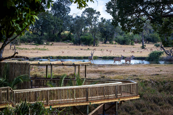 Sabi Sabi Bush Lodge: Holzweg mit Blick auf Antilopen am Wasser