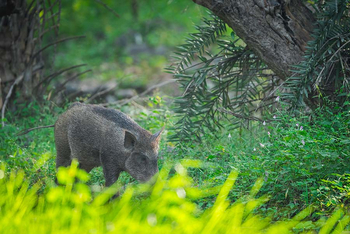 Sawai Vilas: Wildschwein