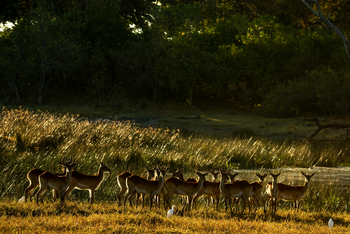 Selinda Camp: Antilopen im Gegenlicht