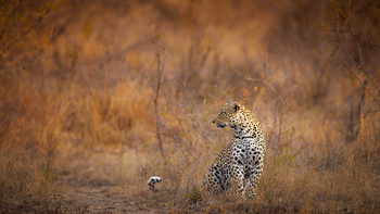 Tanda Tula Safari Camp: Leopard