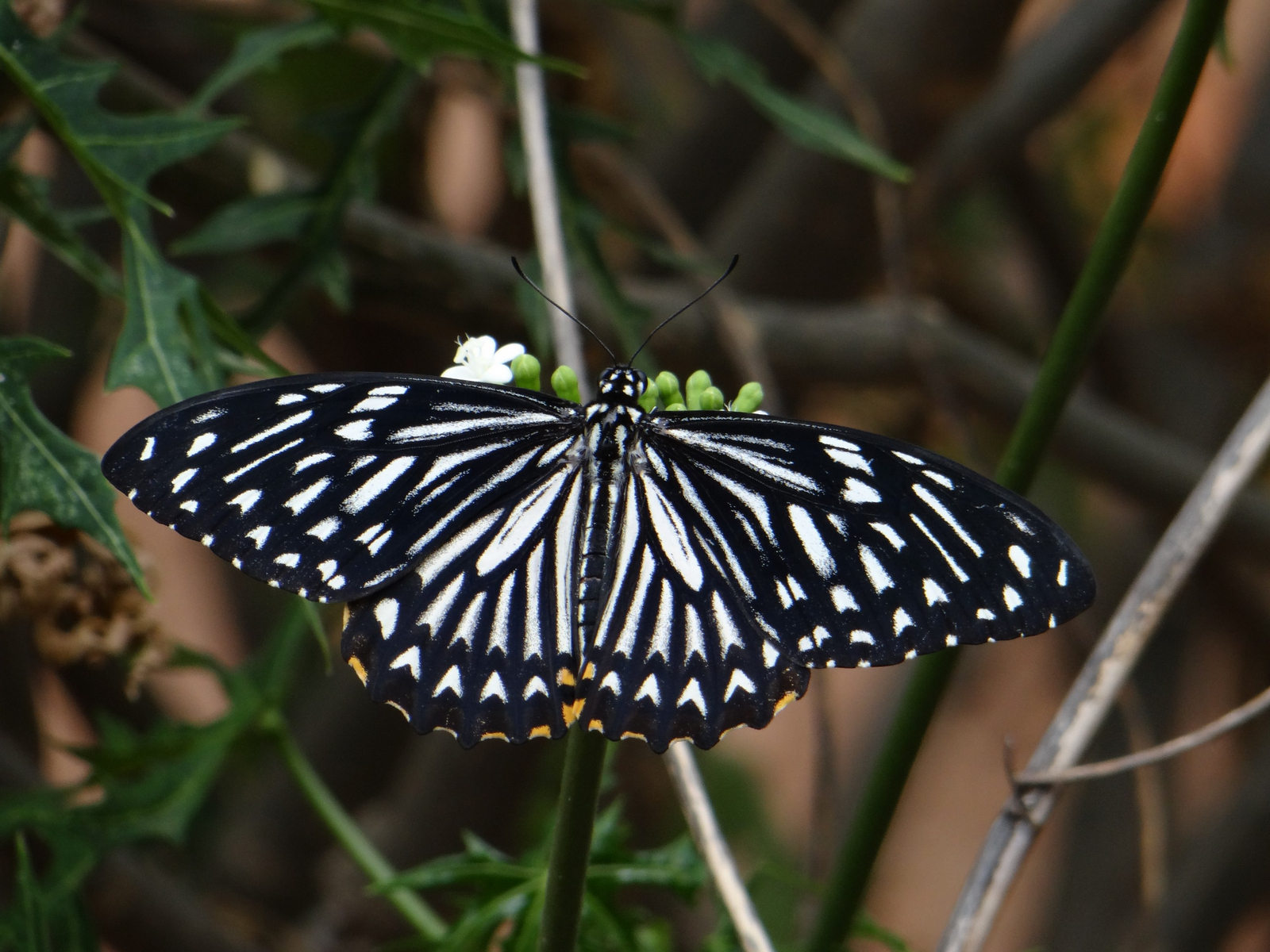 Tathastu Resort Pench Tathastu Resort Pench: Common Mime