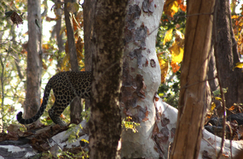 Tathastu Resort Pench: Leopard Ghost behind Ghost Tree
