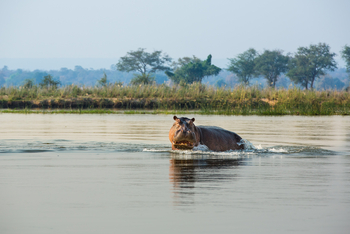 Tembo Plains Camp: Nilpferd frontal