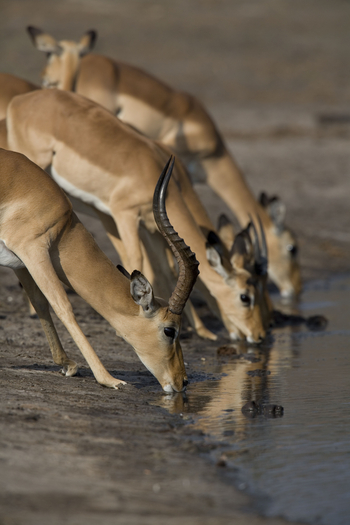 The Hide: Impalas am Wasserloch