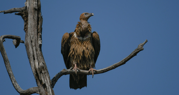 The Oberoi Vindhyavilas Wildlife Resort: Himalayan Griffon