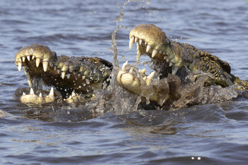 Tlouwana Camp Tlouwana Camp: Krokodil