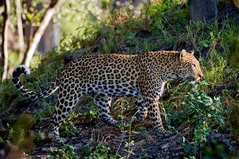 Tubu Tree Camp: Leopard auf Pirsch
