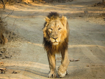 Asiatic Lion Lodge Asiatic Lion Lodge: Großer Löwe