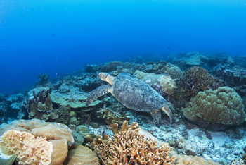Astove Coral House: Seeschildkröte unter Wasser