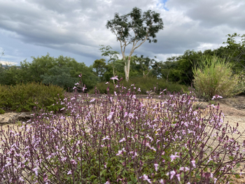 Big Cave Camp Big Cave Camp: Blumen