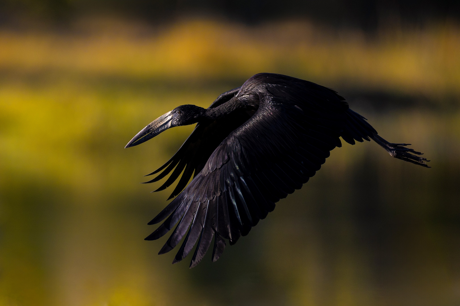 Camp Khwai Camp Khwai: Klaffschnabelstorch