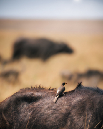 Elewana Loisaba Tented Camp: Oxpecker