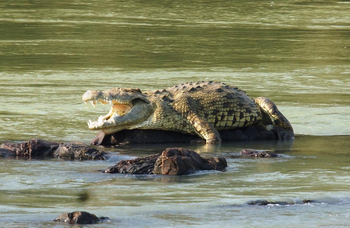 Epupa Falls Lodge: Krokodil im Kunene