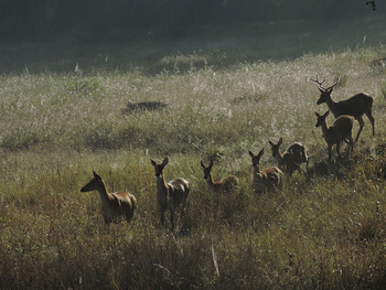 Flame of the Forest Safari Lodge: Hirschrudel