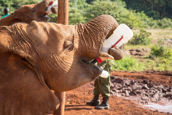 Giraffe Manor: Elefantenwaisenhaus